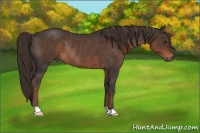 Horse Color:Liver Chestnut Rabicano 