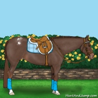 Horse Color:Liver Red Roan Appaloosa 