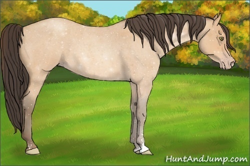Horse Color:Amber Champagne Roan Sabino 
