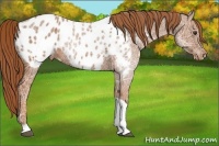 Horse Color:Chestnut Ice Tobiano Appaloosa