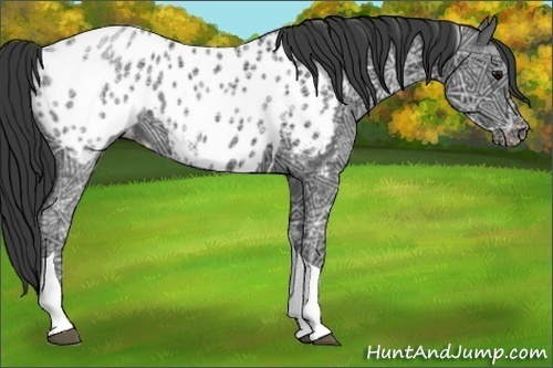 Horse Color:Black Ice Sabino Tobiano Near Leopard