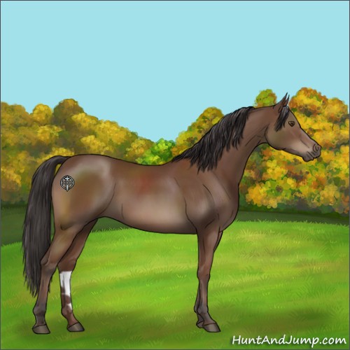 Horse Color:Bay 