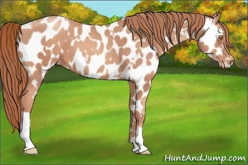 Horse Color:Gold Champagne Appaloosa  and Gold Champagne Appaloosa 