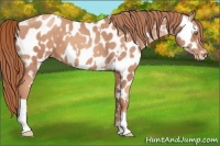 Horse Color:Gold Champagne Appaloosa  and Gold Champagne Appaloosa 