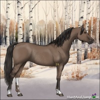 Horse Color:Liver Red Dun Rabicano