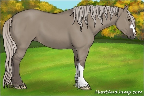 Horse Color:Silver Grullo 