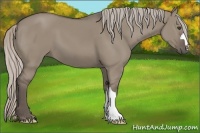 Horse Color:Silver Grullo 