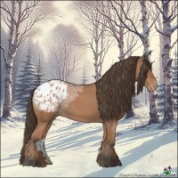 Horse Color:Bay Ice Roan Appaloosa 