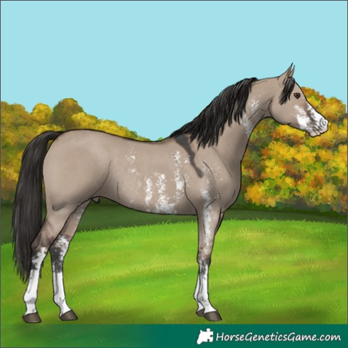 Horse Color:Liver Red Dun Sabino Rabicano 