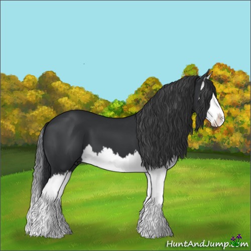 Horse Color:Black Splash 