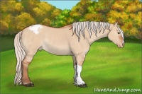 Horse Color:Silver Bay Dun Varnish Rabicano