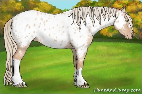 Horse Color:Gold Champagne Dun Near Leopard