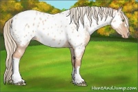 Horse Color:Gold Champagne Dun Near Leopard 