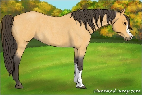 Horse Color:Buckskin Roan 