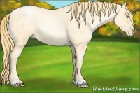 Horse Color:Buckskin Roan Pearl 