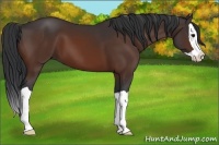 Horse Color:Bay Splash 