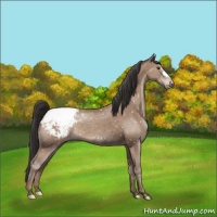 Horse Color:Classic Champagne Appaloosa 