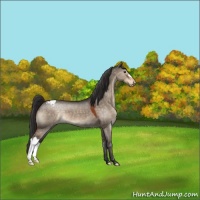Horse Color:Brown Dun Appaloosa 