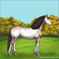 Horse Color:Amber Champagne Onyx Frame Rabicano 