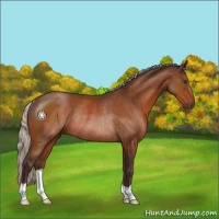 Horse Color:Silver Brown Rabicano 