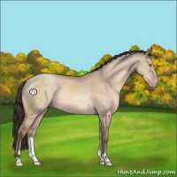 Horse Color:Sable Champagne Dun Sabino Rabicano