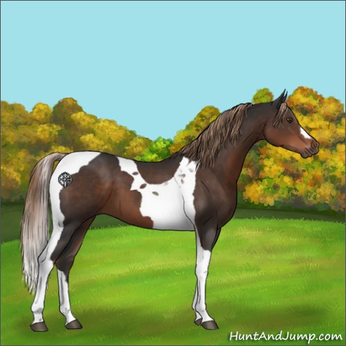 Horse Color:Liver Chestnut Tobiano 