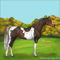 Horse Color:Liver Chestnut Tobiano 