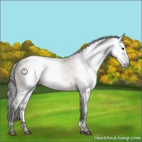 Horse Color:Gray Brown Dun Sabino 