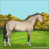 Horse Color:Brown Dun Rabicano 