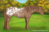 Horse Color:Chestnut Appaloosa Rabicano 