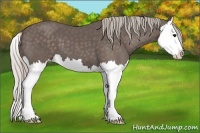 Horse Color:Silver Black Splash 