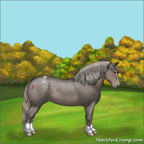 Horse Color:Silver Black Appaloosa 