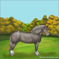 Horse Color:Silver Black Varnish 