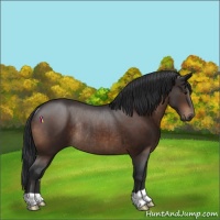 Horse Color:Brown Rabicano