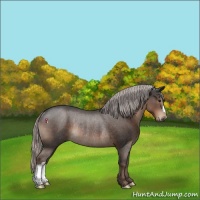 Horse Color:Silver Black Rabicano