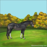 Horse Color:Black 