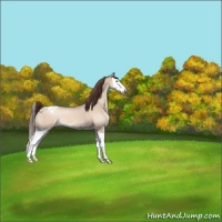 Horse Color:Sable Champagne Dun Splash Appaloosa 