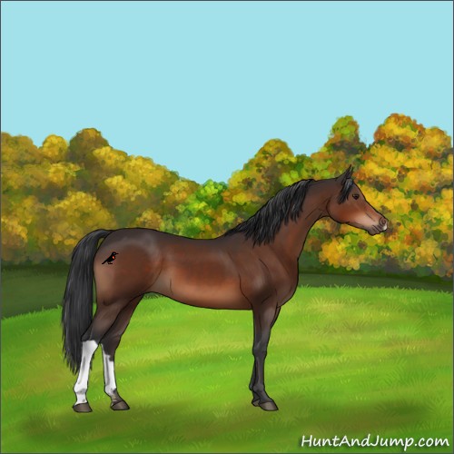 Horse Color:Brown 