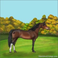 Horse Color:Brown 
