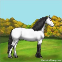Horse Color:Buckskin Chinchilla Rabicano 
