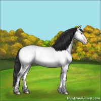 Horse Color:Amber Cream Champagne Chinchilla Onyx Rabicano