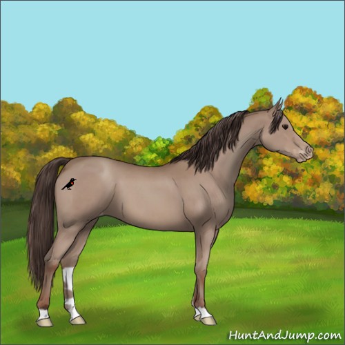 Horse Color:Classic Champagne Appaloosa