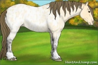 Horse Color:Buckskin Ice Roan Appaloosa