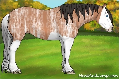 Horse Color:Bay Ice Splash 