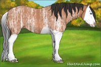 Horse Color:Bay Ice Splash 