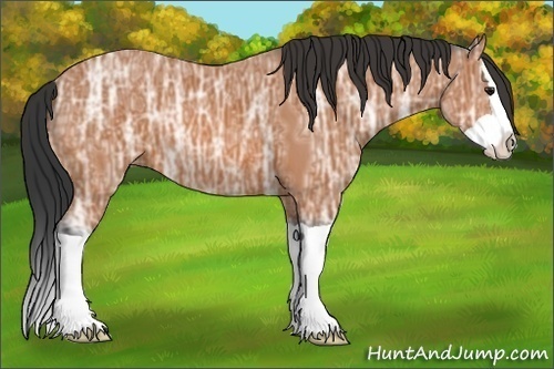 Horse Color:Bay Ice Splash 
