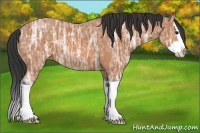 Horse Color:Bay Ice Splash