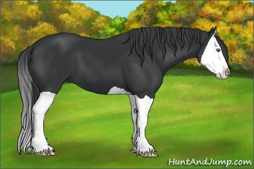 Horse Color:Black Splash