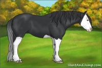 Horse Color:Black Splash