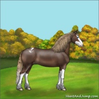 Horse Color:Liver Chestnut Splash Appaloosa 